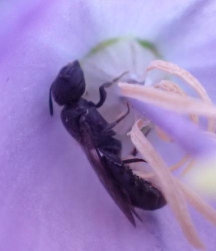Chelostoma sp.